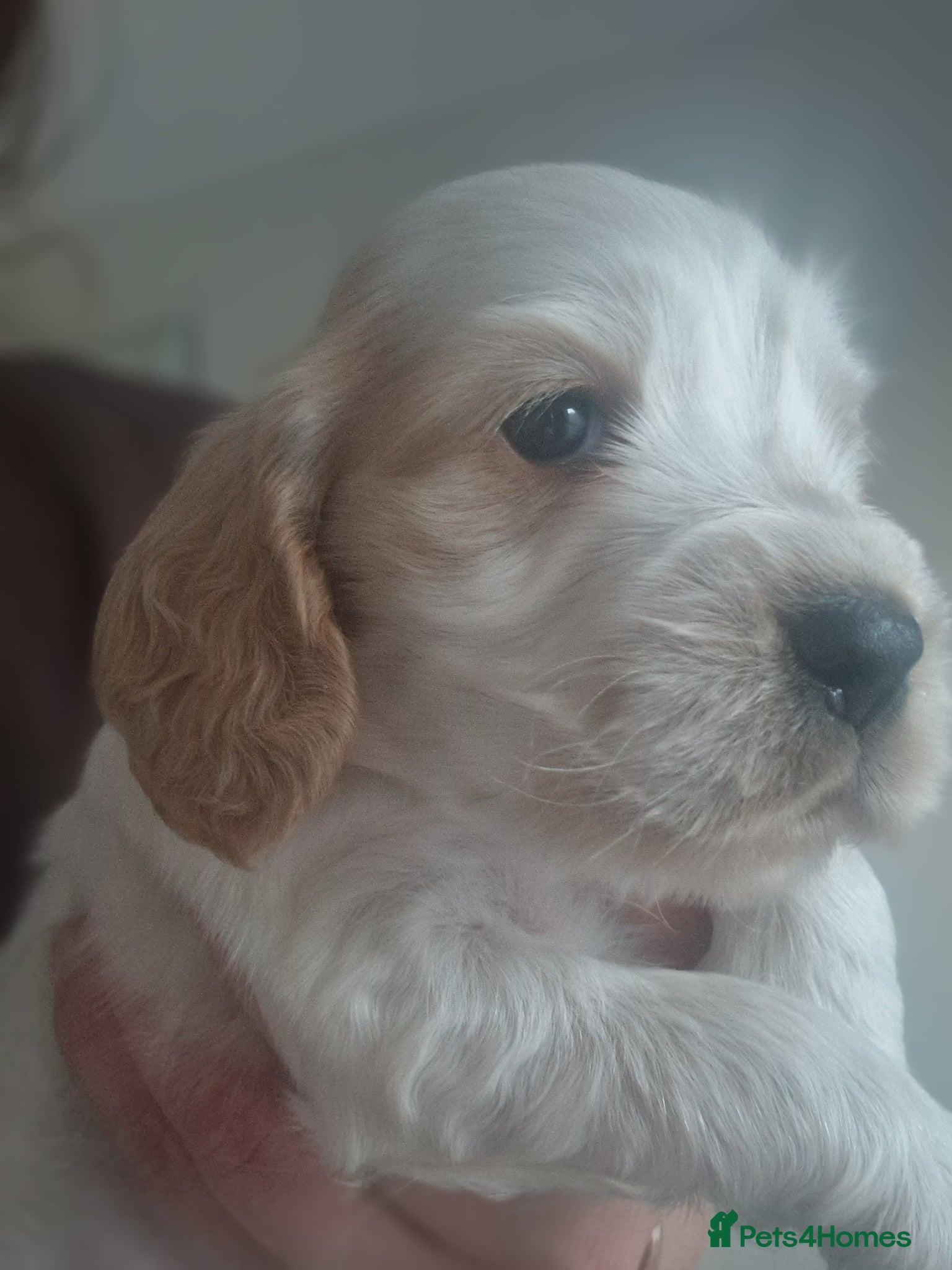 Cocker Spaniel dogs !!KC Registered Beautiful Cocker Spaniels!!!  - Advert 17