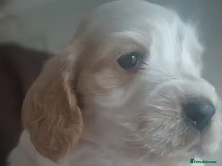 Cocker Spaniel dogs !!KC Registered Beautiful Cocker Spaniels!!! - Advert 17