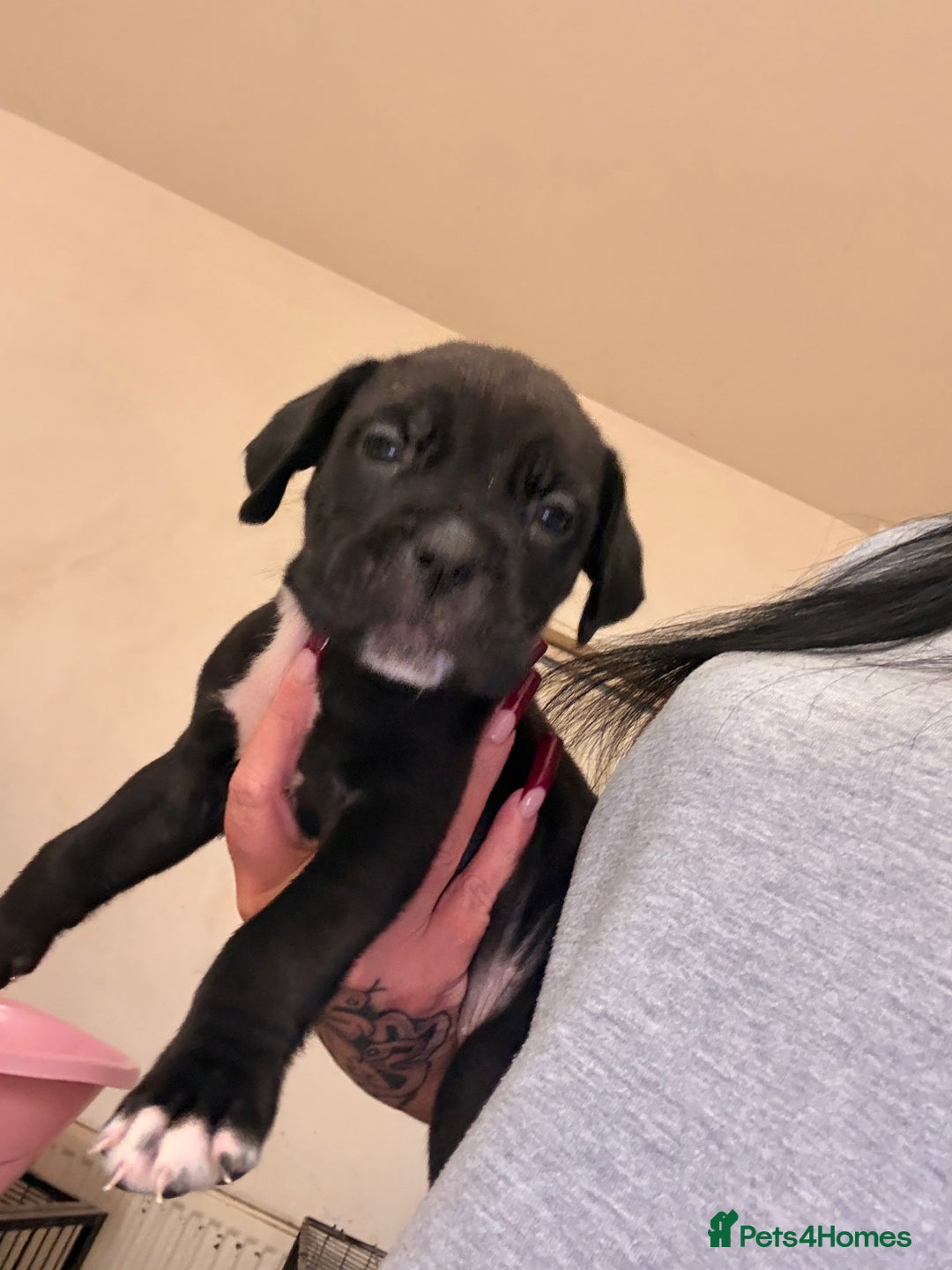 Cane Corso dogs for sale: Cane Corso puppies - Image 13