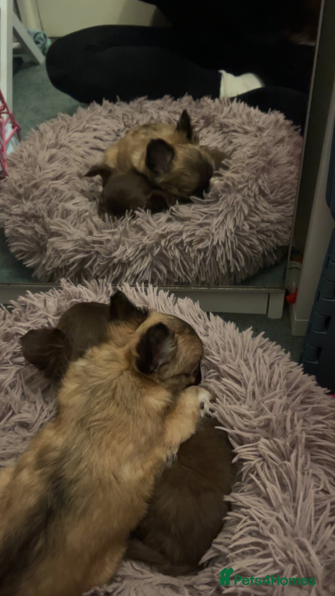 Chihuahua dogs for sale: 2 gorgeous girls for sale ❤️ - Advert 6