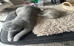 Scottish Fold cats for sale: Scottish straight  - Image 4