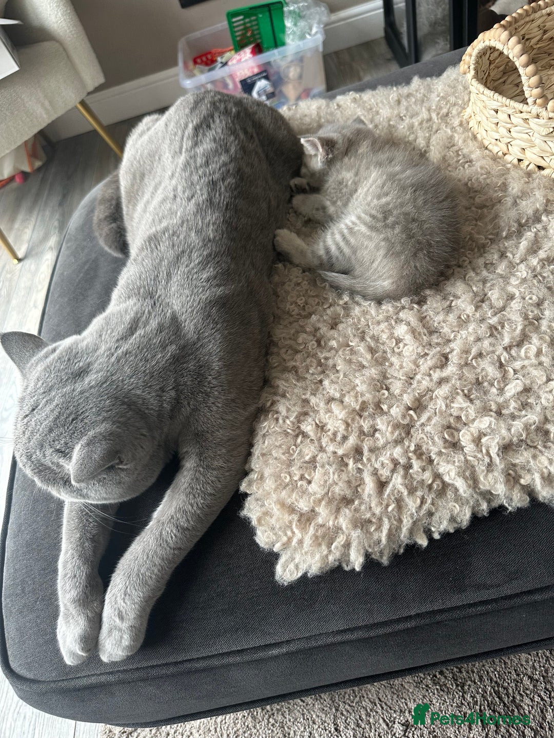 Scottish Fold cats for sale: Scottish straight  - Image 4