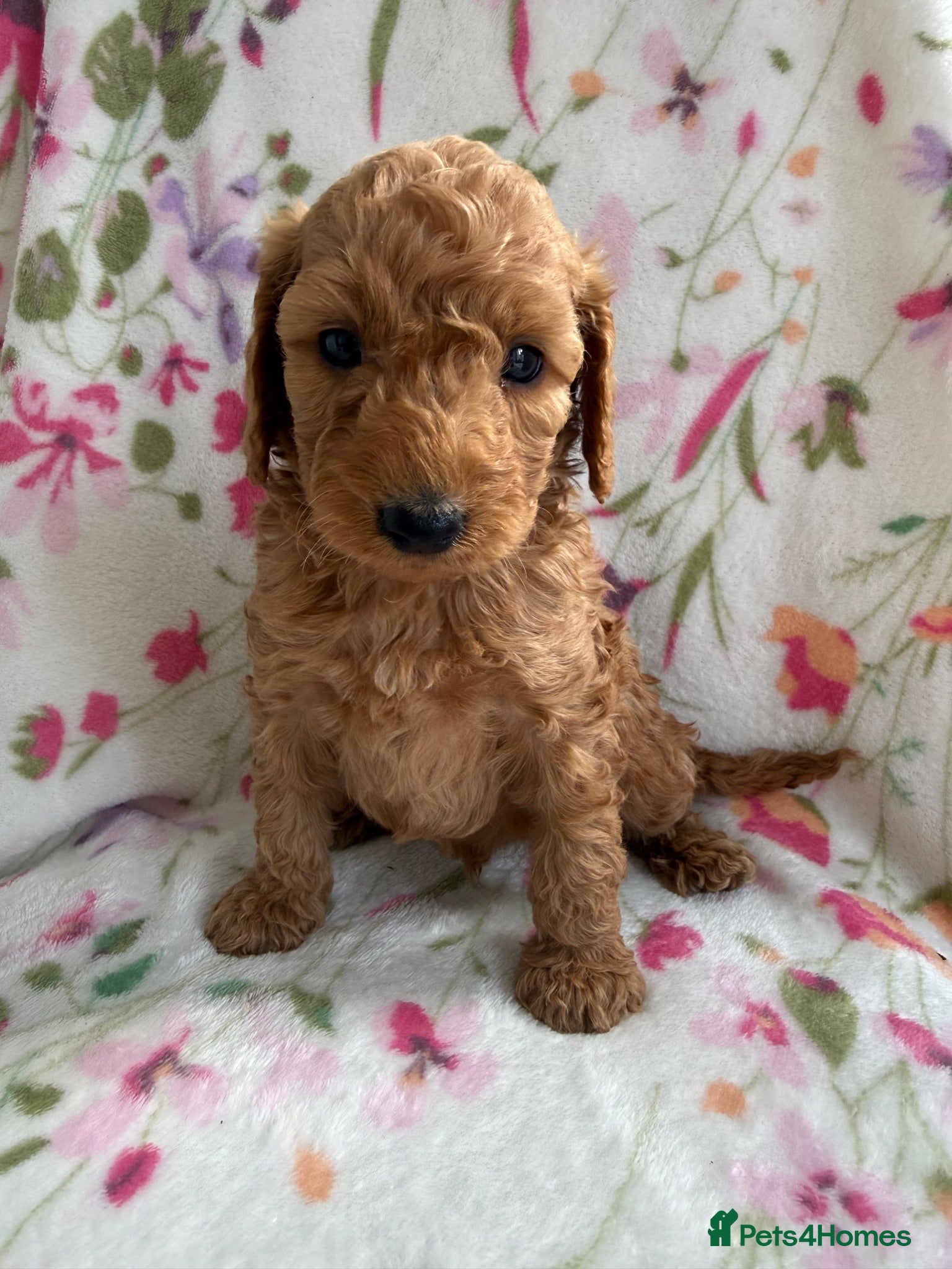 Cockapoo dogs 7 Beautiful Cockapoo Puppies  - Advert 10