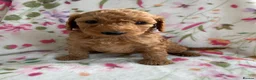 Cockapoo dogs for sale: LAST 3 READY TO LEAVE!!! COCKAPOO PUPPIES - Advert 22