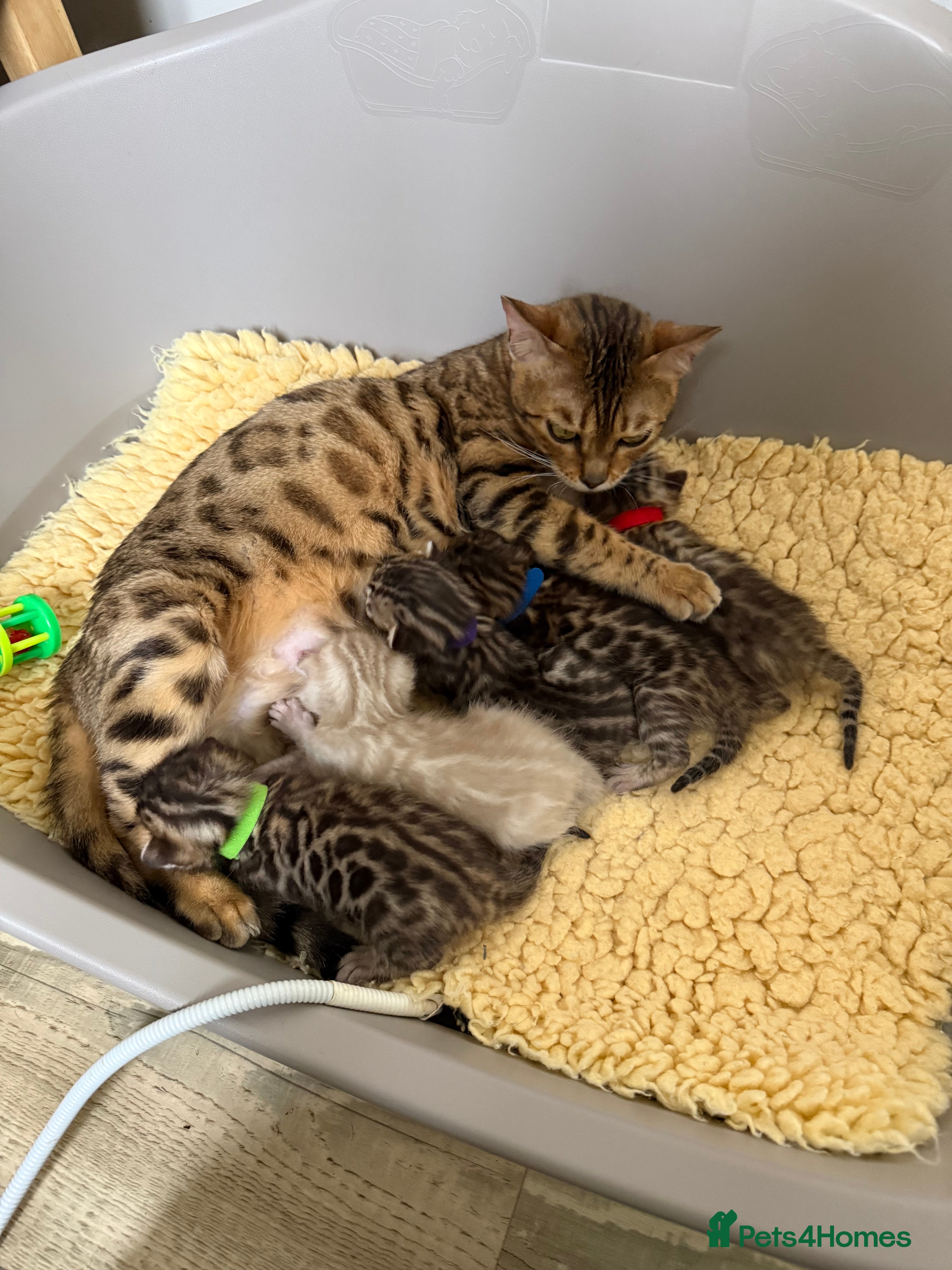 Bengal cats TICA 🐾 Health Tested 🐆 Bengal Kitten 💙  - Advert 6