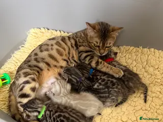 Bengal cats TICA 🐾 Health Tested 🐆 Bengal Kitten 💙 - Advert 6