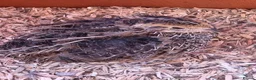 Quail poultry for sale: Gorgeous 8 week old corturnix quail  - Advert 4