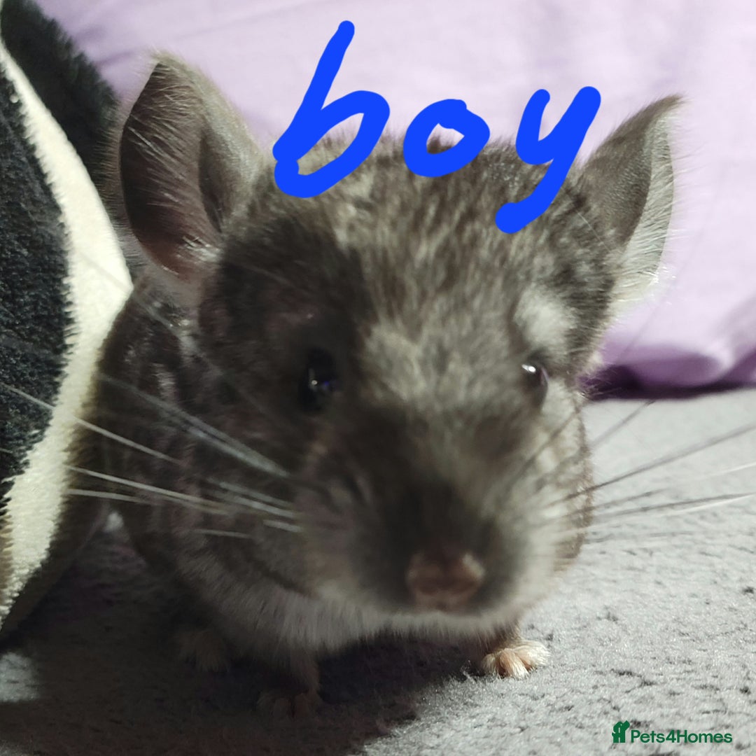 Chinchilla rodents for sale: Baby chinchillas ready for their new homes - Advert 1