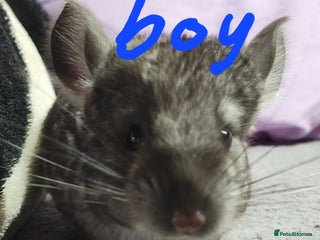 Chinchilla rodents Baby chinchillas ready for their new homes - Advert 2