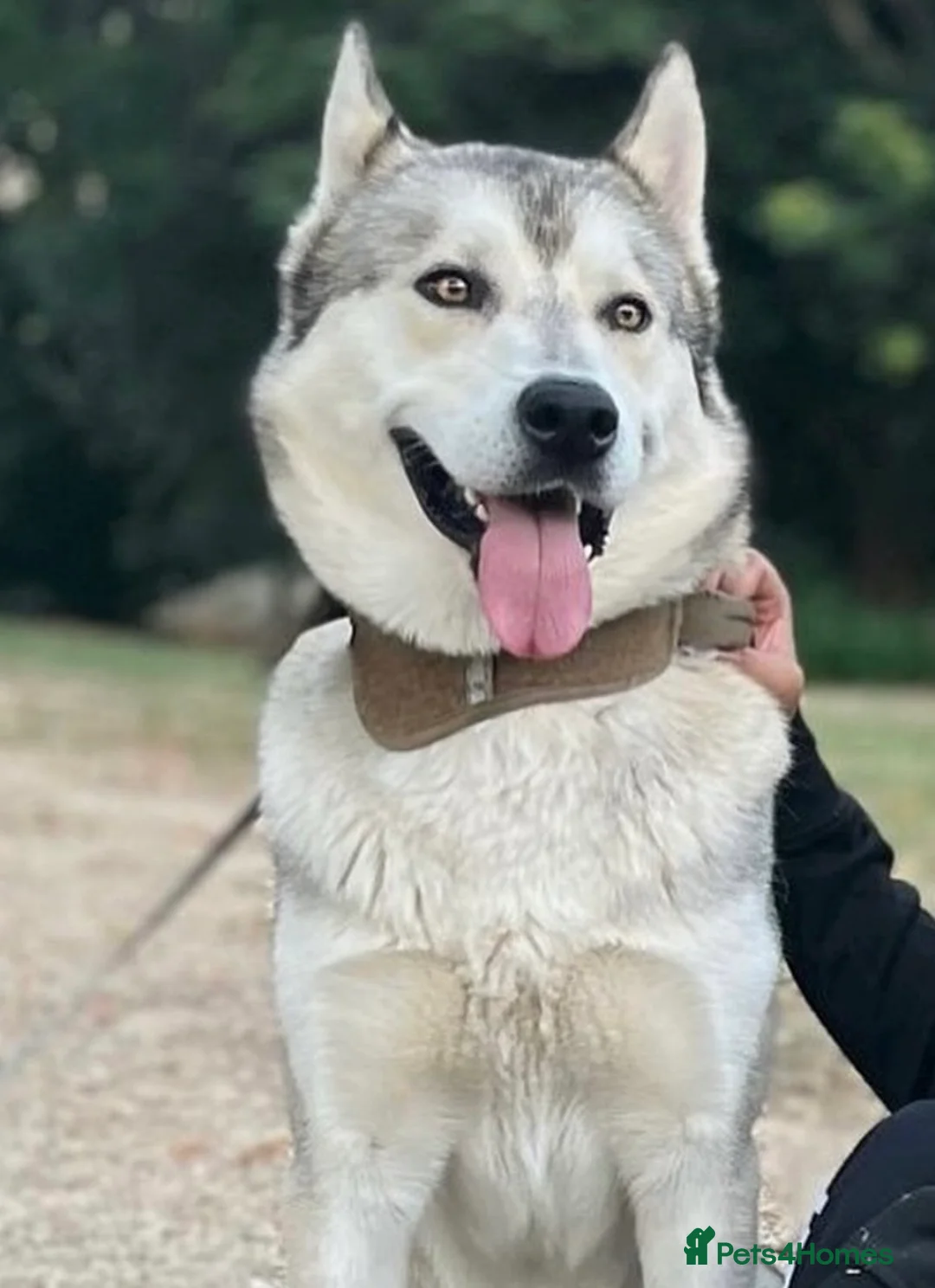Mixed Breed dogs for sale: Belgium Shepherd Husky Mix in Newbury - Advert 7