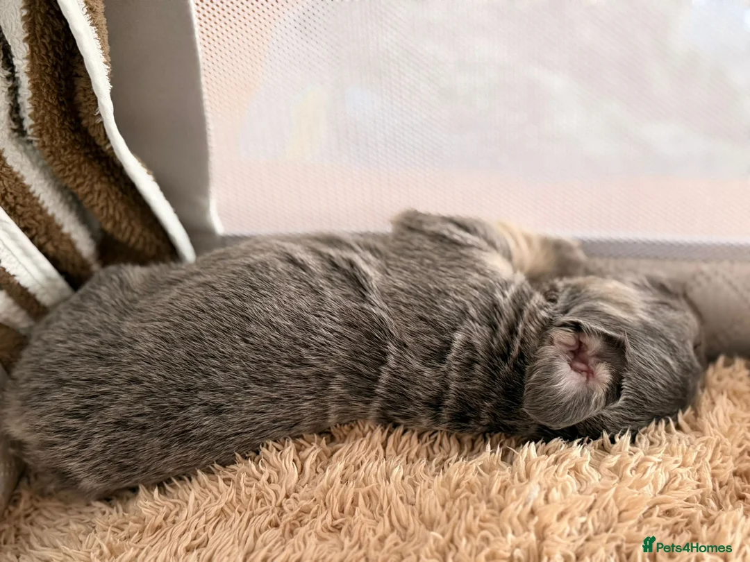 French Bulldog dogs for sale: French Bulldog  **  fluffy  in Bognor Regis - Advert 6