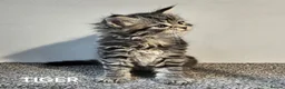 Maine Coon cats for sale: Beautiful Registered Maine Coon kittens  - Advert 13