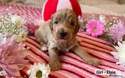 Maltipoo dogs for sale: STUNNING F1B MALTIPOO PUPPIES 🐶🎅🏼 - Image 6