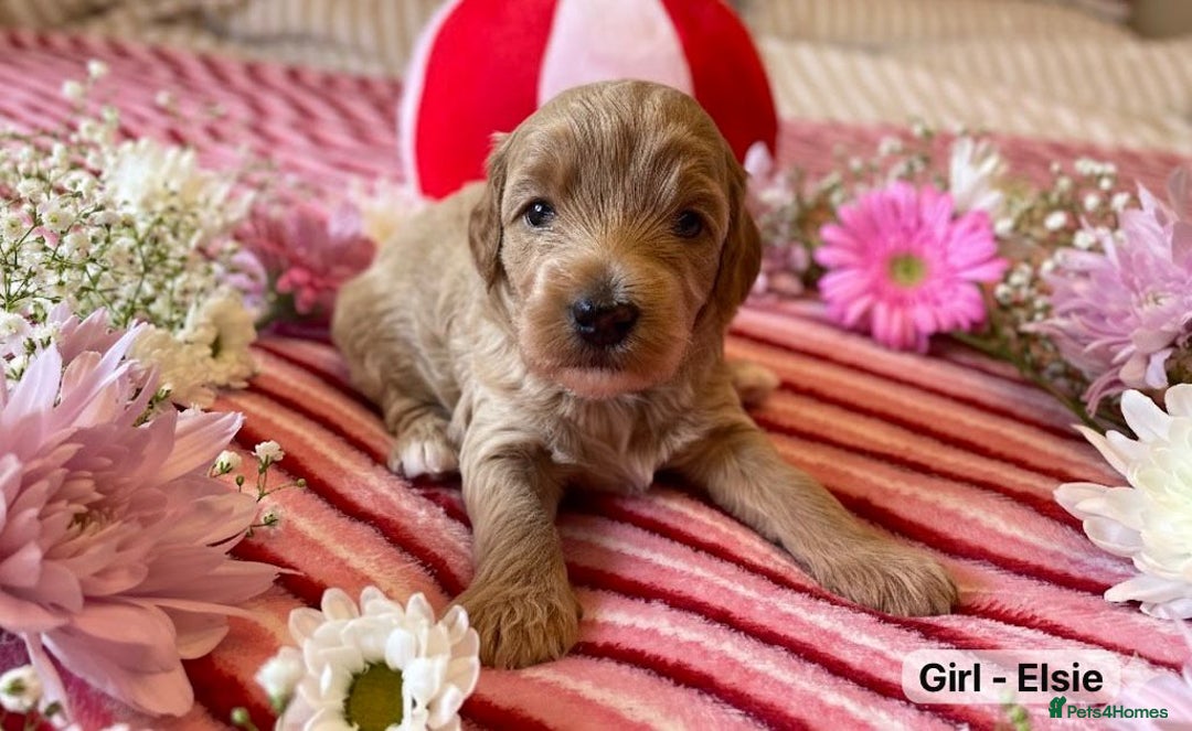 Maltipoo dogs for sale: STUNNING F1B MALTIPOO PUPPIES 🐶🎅🏼 - Image 6