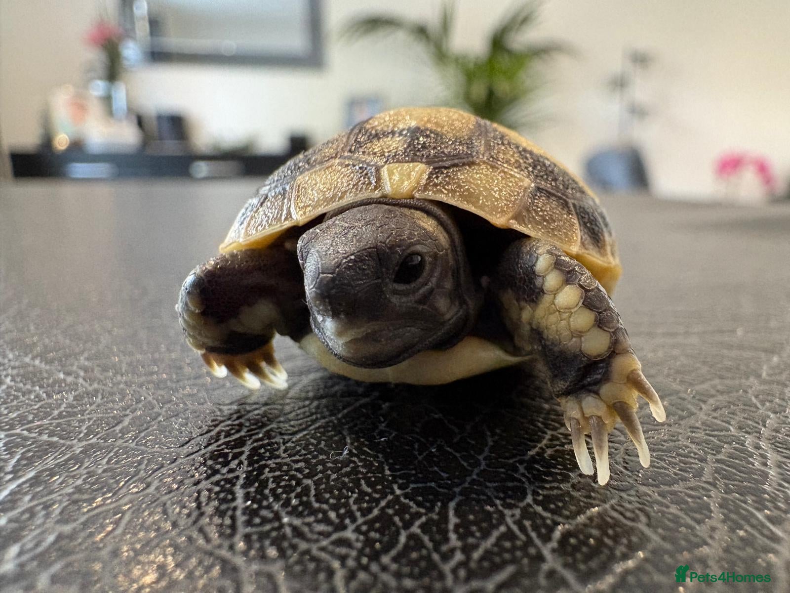 Tortoise reptiles 3 & 4 Month Old Hermanns Tortoises for Sale x 12 - Advert 2