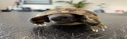 Tortoise reptiles for sale: 3 & 4 Month Old Hermanns Tortoises for Sale x 12 - Advert 2