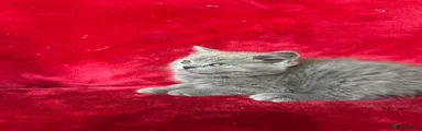 British Shorthair 3