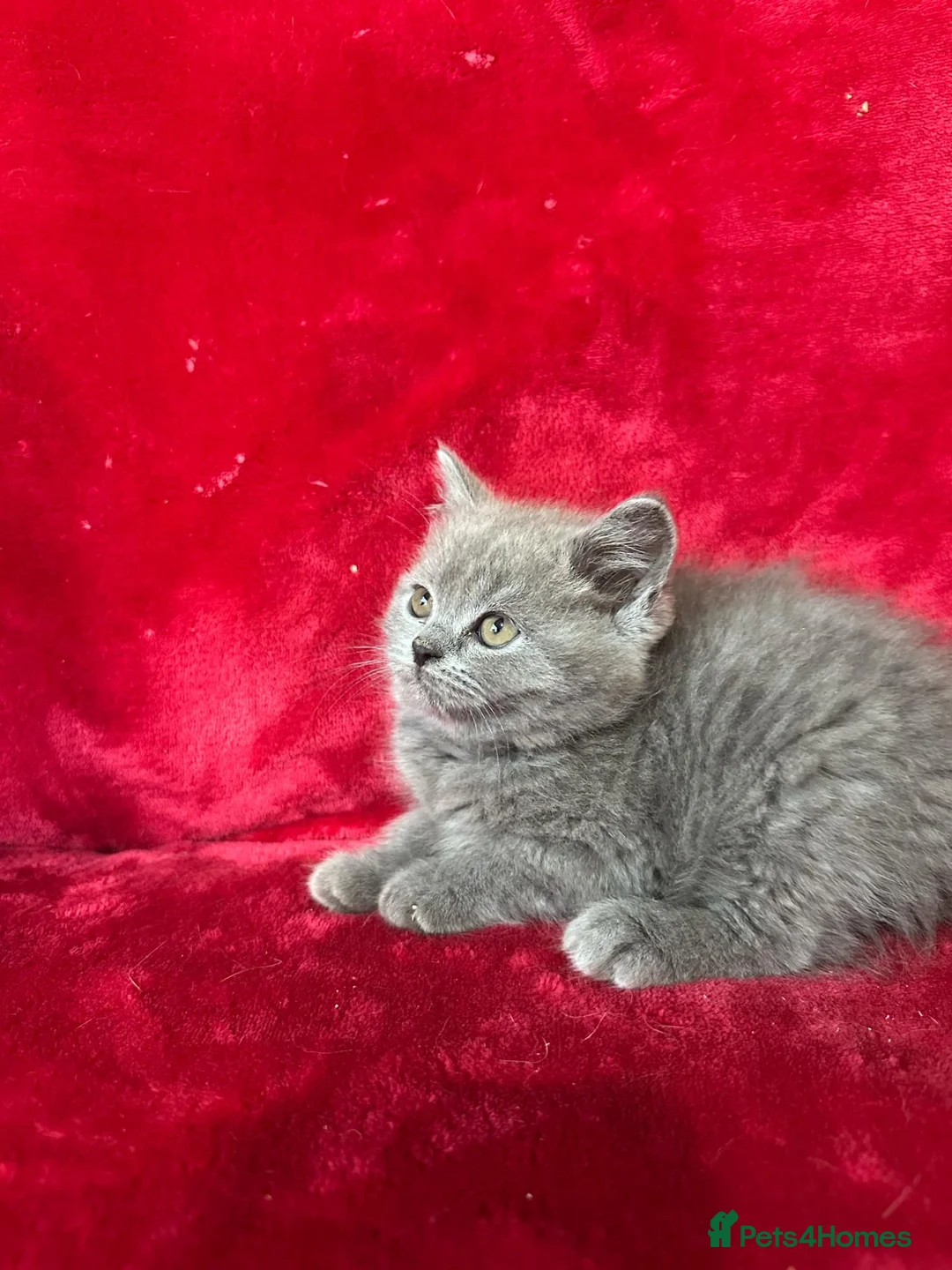 British Shorthair cats for sale: Stunning bsh kittens top pedigree gccf  - Advert 8