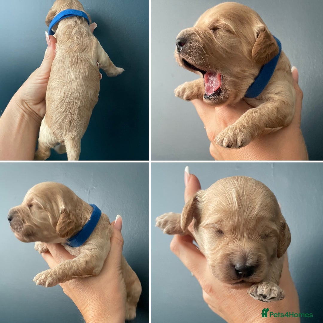 Cockapoo dogs for sale: Third Gen Cockapoos  - Image 12