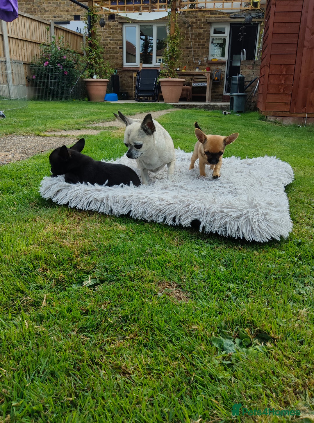 Chihuahua dogs for sale: Beautiful little KC reg black male Chihuahua  - Image 5