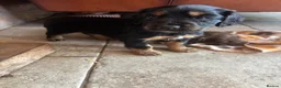 Cocker Spaniel dogs for sale: Working Cocker Spaniel Puppies  - Advert 18