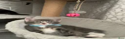 Mixed Breed cats for sale: Beautiful kittens looking for loving home in Enfield - Advert 14