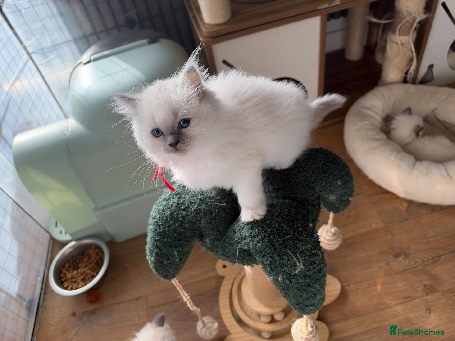 Ragdoll cats for sale: 4 Gorgeous Kittens Looking for Loving Homes 🐱 - Advert 2