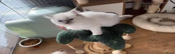 Ragdoll cats for sale: 4 Gorgeous Kittens Looking for Loving Homes 🐱 - Advert 15