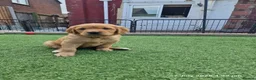 Golden Retriever dogs for sale: Stunning dark golden retriever puppies for sale - Advert 33