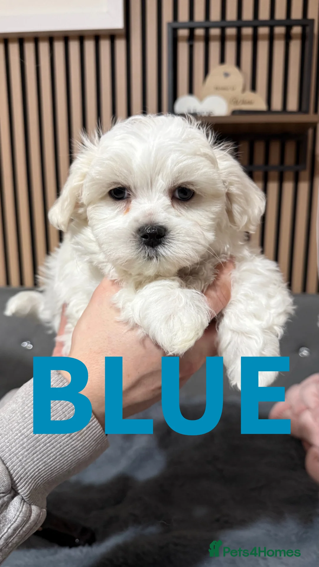 Maltese dogs for sale: !!! Price negotiable !!!! - Advert 3