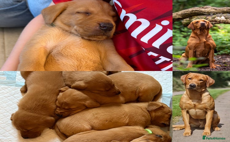 Labrador Retriever dogs - Advert 1
