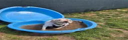 Mixed Breed dogs for adoption: ❤️ Diego – Gentle Giant Looking for Love 🐾 in Great Yarmouth - Advert 5