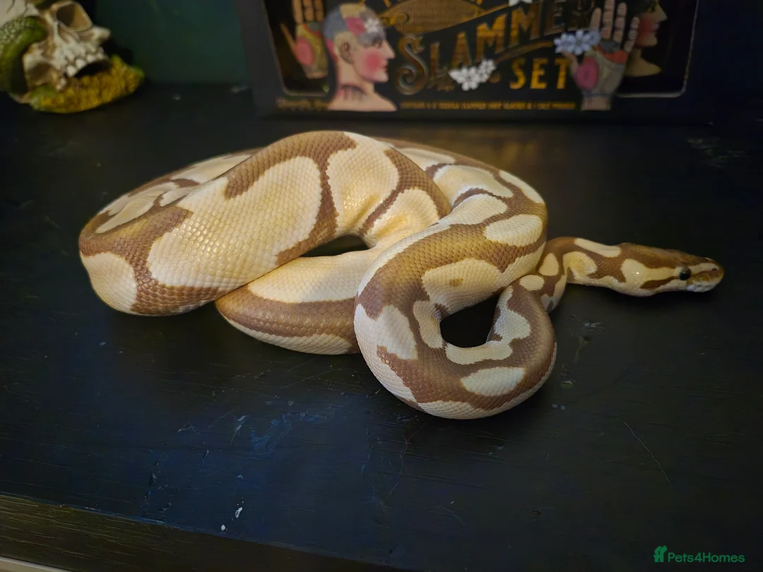 Python Snake reptiles for sale: Juvenile female royal python and full setup - Advert 5