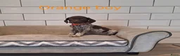 German Shorthaired Pointer dogs for sale: 🤎🤍 KC reg German Shorthaired Pointers 🤍🤎 - Advert 12