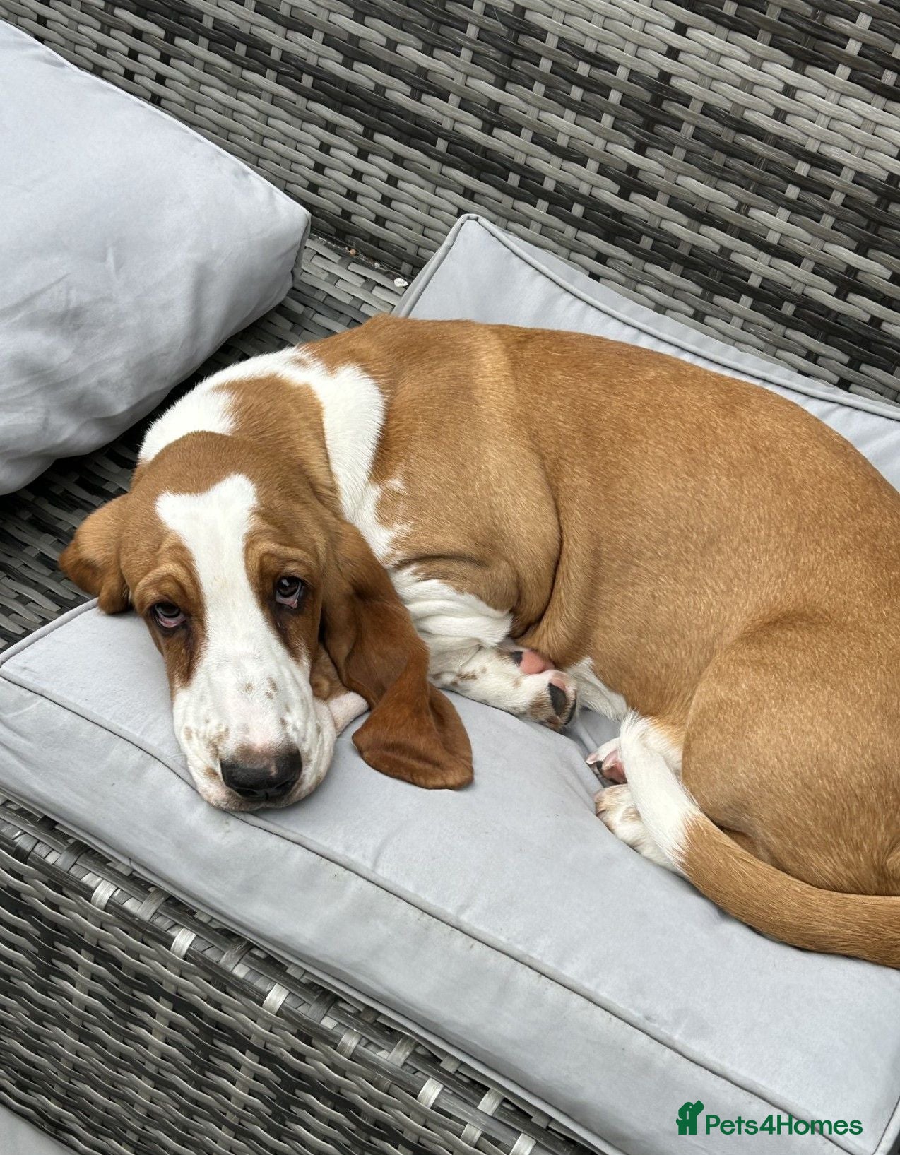 Basset Hound dogs Pregnancy confirmed - KC Basset Pups!  - Advert 1