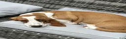 Basset Hound dogs for sale: Pregnancy confirmed - KC Basset Pups!  - Advert 1