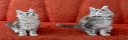 Maine Coon cats for sale: READY NOW GCCF Registered Maine Coon Kittens - Advert 5