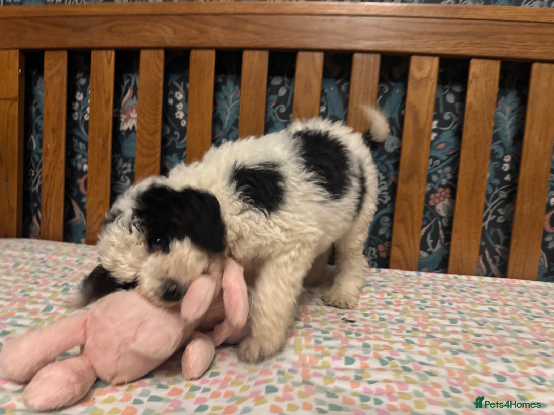 Bernedoodle dogs for sale: Bernedoodle F1B puppies - Advert 13