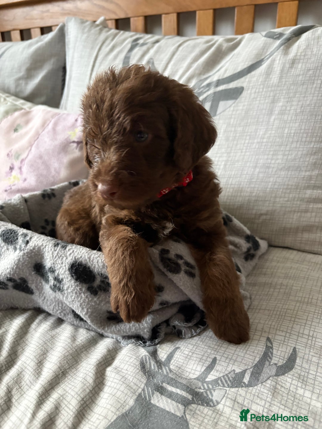 Labradoodle dogs for sale: Stunning Labradoodle Puppies  - Advert 13