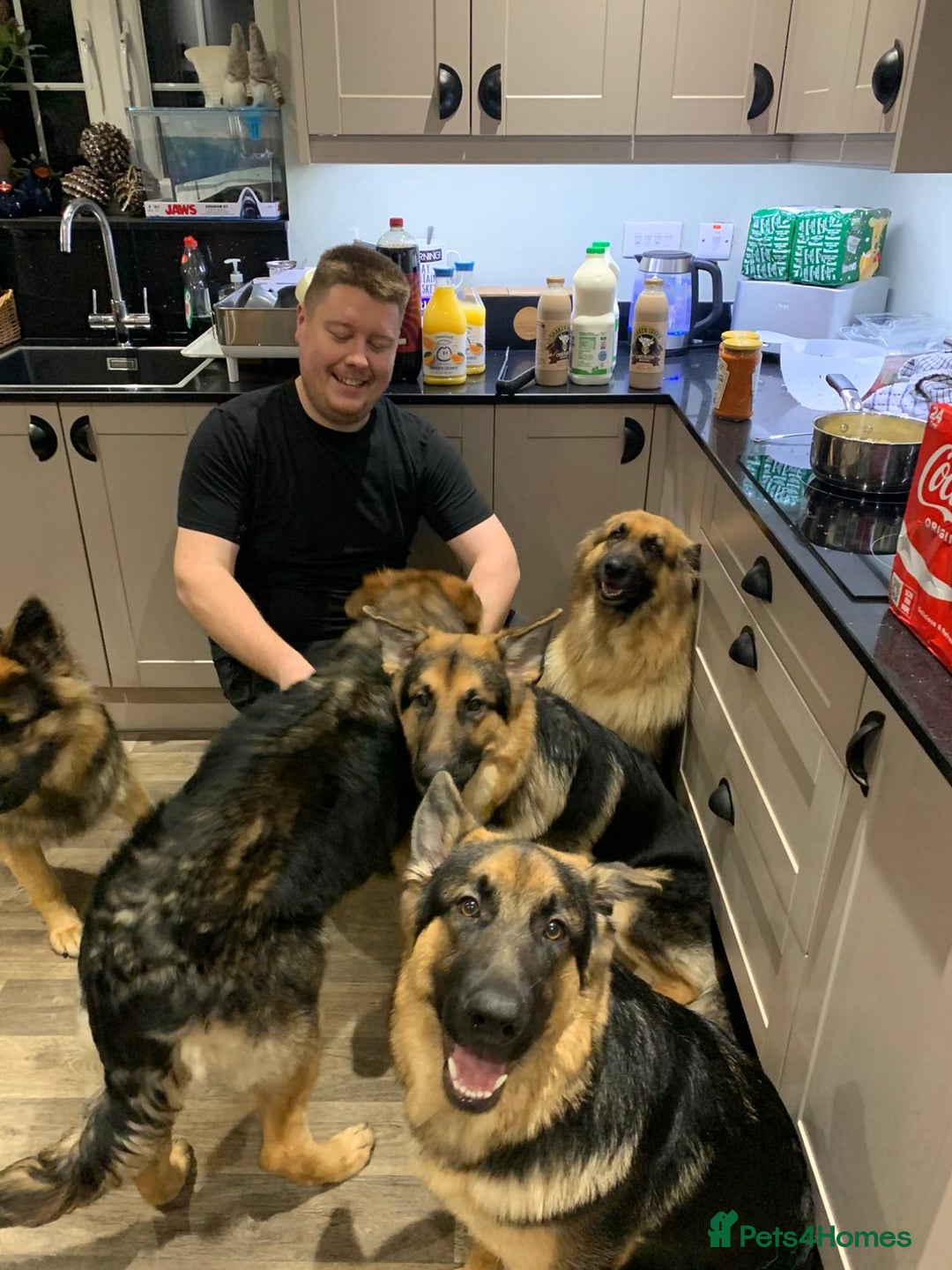 German Shepherd dogs for sale: REX - German Shepherd Boy - 15 months old  - Image 7