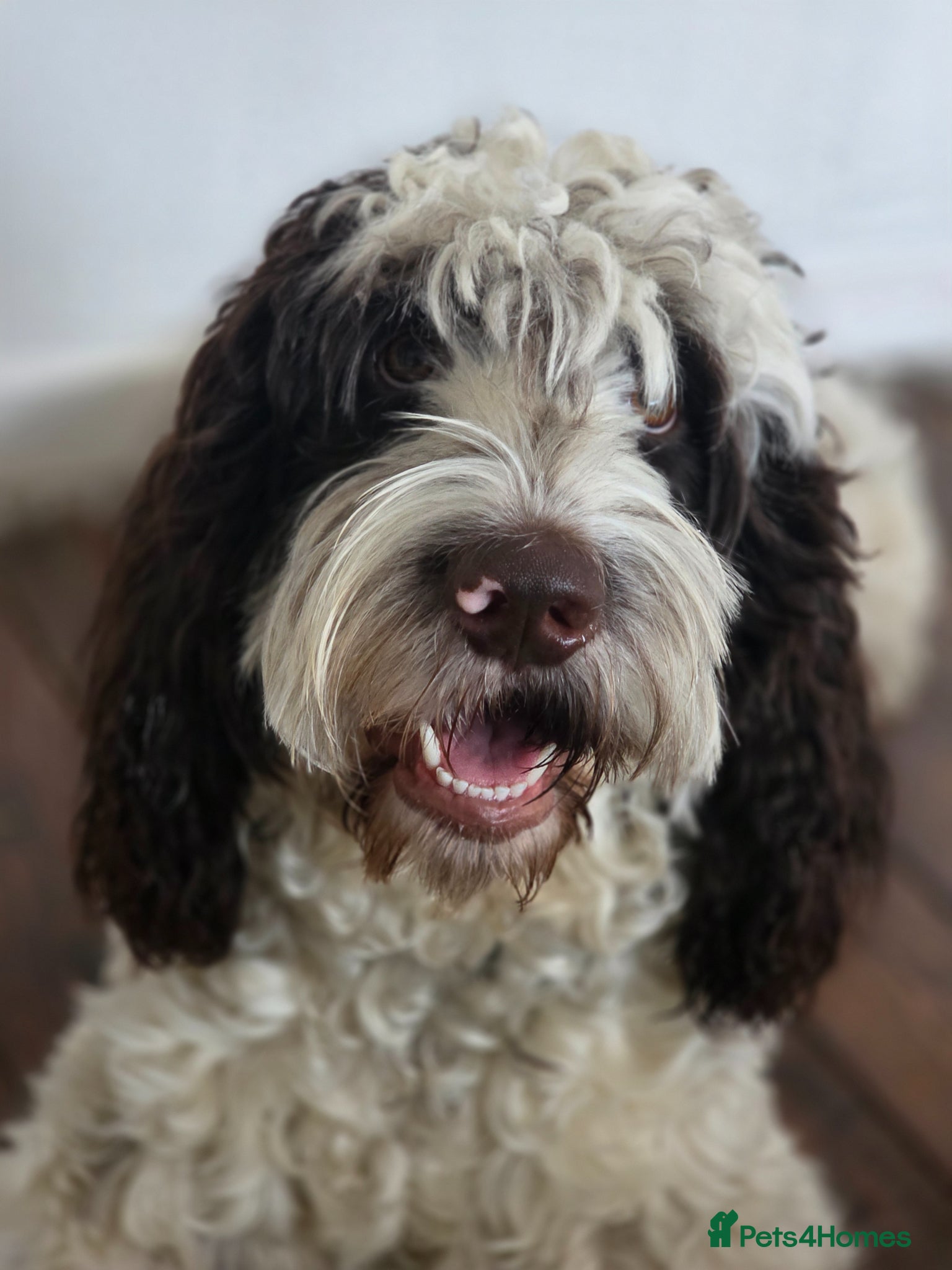 Cockapoo dogs 1 year old Cockapoo looking for new 🏡 - Advert 18