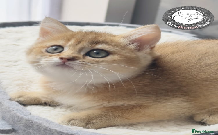 British Shorthair cats in Derby - Advert 15