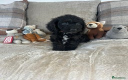 Cockapoo dogs for sale: Gorgeous F1 cockapoo puppies  - Image 36