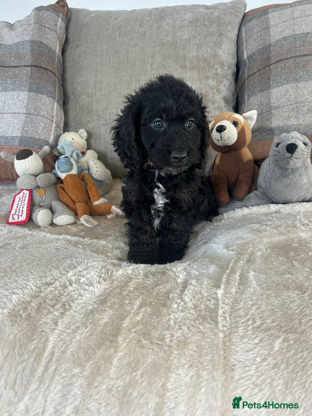 Cockapoo dogs for sale: Gorgeous F1 cockapoo puppies  - Image 36