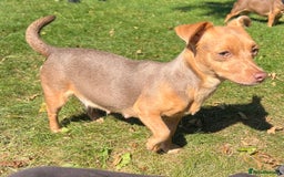 Jack Russell dogs for sale: Miniature Jack Russell  - Image 21