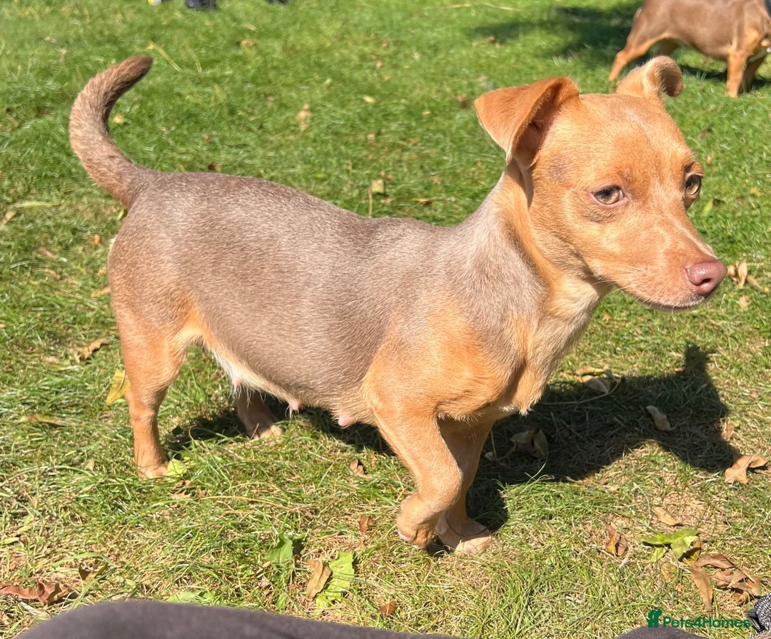 Jack Russell dogs for sale: Miniature Jack Russell  - Image 21