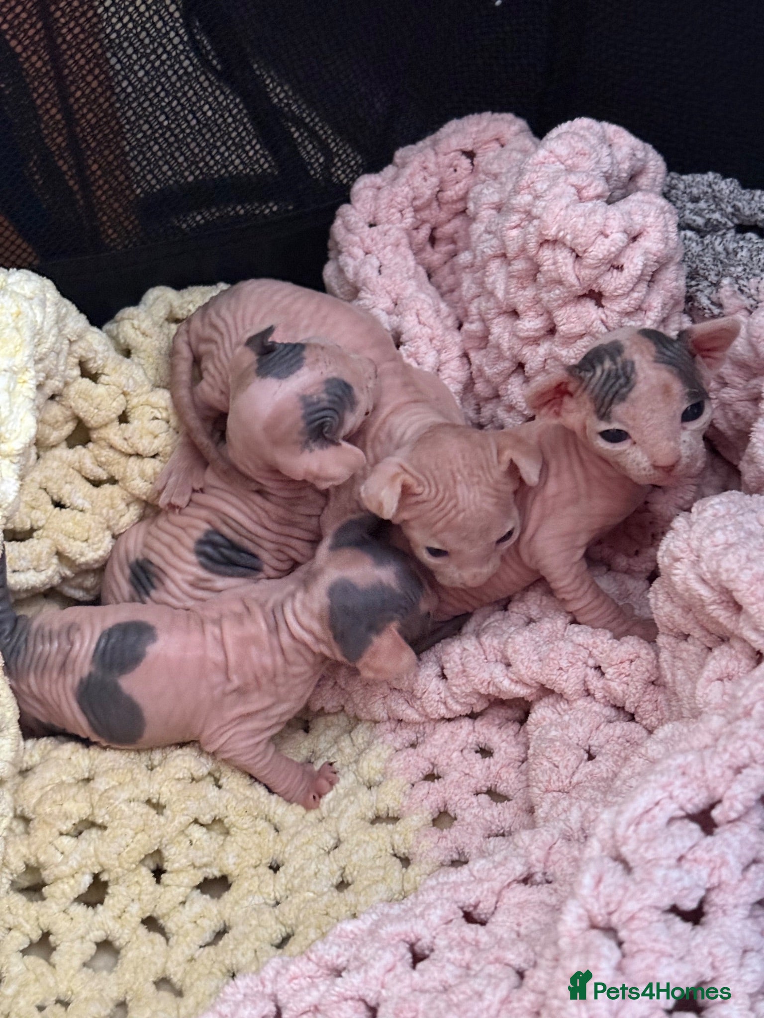 Sphynx cats sphynx kittens for reservations  - Advert 2