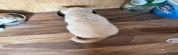 British Shorthair cats for sale: Gccf registered cream BSH boy with blue eyes - Advert 3