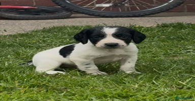 Sprocker dogs - Advert 14