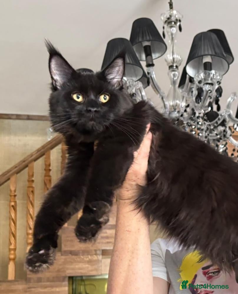 Maine Coon cats Big size maine coon, black with white - Advert 5